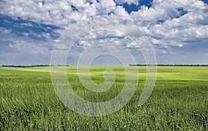 Green field of winter wheat on blue cloudy sky background in spring in sunny day