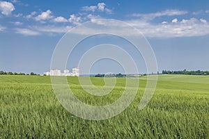 Green field of winter wheat on blue cloudy sky background in spring in sunny day, high-rise ÃÂity buildings on the horizon