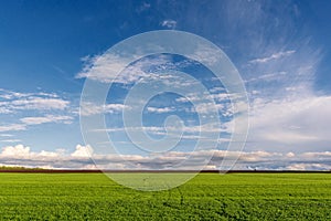 Green field of winter wheat and blue sky