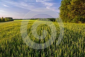 Green field of winter wheat on the edge of the forest. Beautiful summer landscape