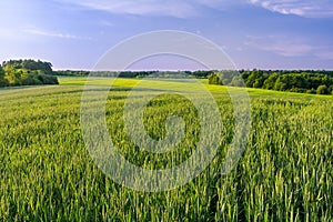 Green field of winter wheat and forest on the horizon. Beautiful summer landscape