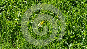 A green field and a yellow dandelion in the center. One modest dandelion in the middle of the green grass. Yellow dandelion on a