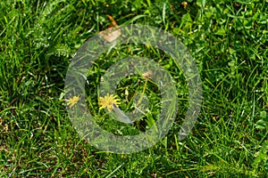 A green field and a yellow dandelion in the center. One modest dandelion in the middle of the green grass. Yellow dandelion on a