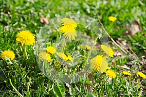 Green field with yellow dandelions. Close-up of yellow spring blossoms dandelions on the ground, macro, background