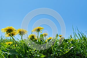 Green field with yellow dandelions. Closeup of yellow spring flowers on the ground