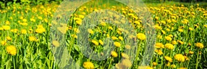 Green field with yellow dandelions. Closeup of yellow spring flowers on the ground wide panorama
