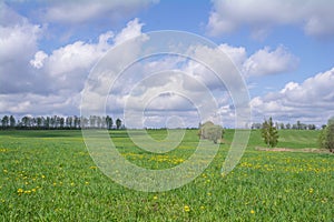 Green field with yellow dandelions, lonely trees and forest plantations in distance and sky with clouds