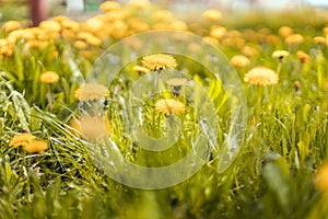 Green field with yellow dandelions. Nature floral background in early summer. Romantic landscape panorama, copy space.