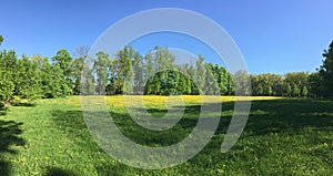 Green field with yellow dandelions under blue sky. spring landscape