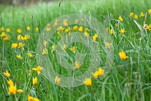 Yellow wild tulips in the lush green grass