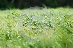 Green field of young cereals. Growth of barley. Harvest forecasting