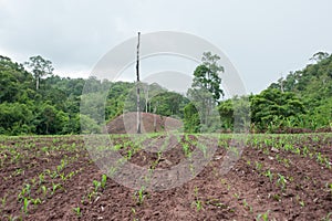 Green field with young corn