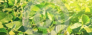 The green field of young flowering soybean plants grows in rows in the rays of the summer sun