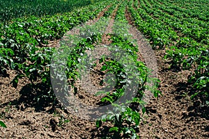 A green field of young potatoes bush growing outdoor in rows.