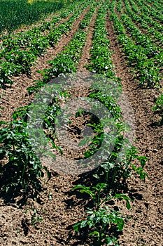 A green field of young potatoes bush growing outdoor in rows.