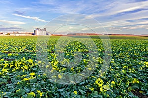 Green field of young rapeseed shoots and a new grain elevator on the horizon