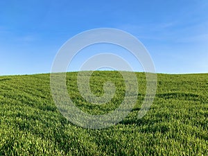 Green field with young shoots against the blue sky. Spring harvest of winter wheat. Large meadow and thick grass in sunny weather