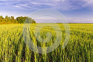 Green field of young shoots of grain crops. Beautiful summer landscape in evening colors