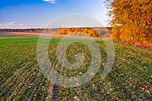 Green field of young sprouts of winter wheat on the edge of autumn forest. Trees in autumn colors on the horizon. Beautiful autumn