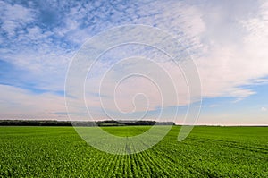 Green field of young sprouts of winter wheat and the edge of the forest on the horizon