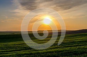 Green field of young wheat against the backdrop of the sunset over the forest