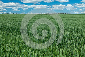 Green field with young wheat shoots