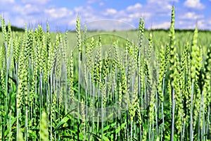 Green field of young wheat sprouts horrizon