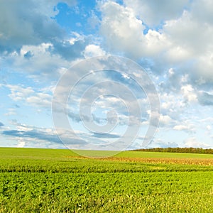 Green fields