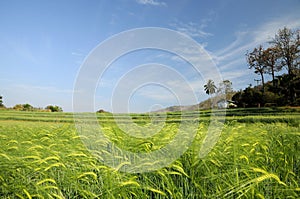 Green fields of barley