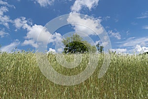 Green fields - Beautiful rural landscape in Bulgaria