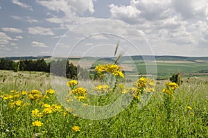 Green fields, Beautiful rural landscape in northern Bulgaria