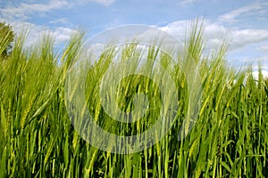 Verde campo un blu nuvoloso il cielo 