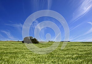 Green fields and blue cloudy sky landscape