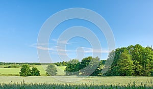 Green fields and blue skies. Green fields and blue sky in spring and early summer.