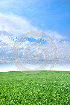 Green fields and blue skies. Green fields and blue sky in spring and early summer.