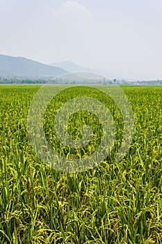 Green fields blue skies