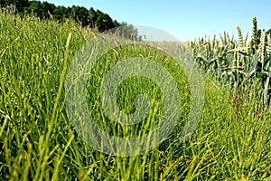 Green fields with blue sky on a clear sunny day, nature background