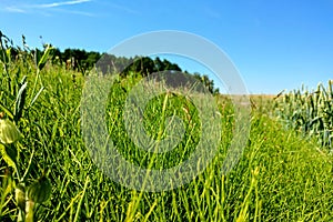 Green fields with blue sky on a clear sunny day, nature background