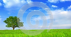 Green fields, the blue sky and tree 2