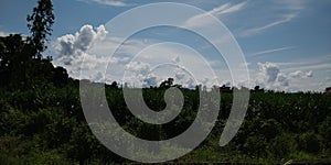 Green fields blue sky with white clouds