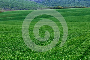 Green fields and bosky hills