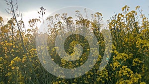 green fields with bright rapeseed flowers, beautiful fluffy clouds in the blue sky, natural landscape