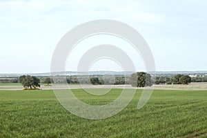 Green fields in Campo de Montiel, Castilla la Mancha, Spain photo