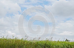 Green fields with clear sky