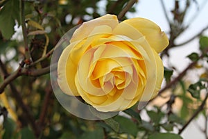 Sun light falling on the Yellow rose with green leave