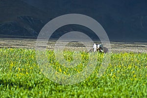 Green fields in countryside