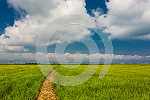 Green fields in Delta del Ebro