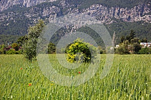 Among the green fields dotted with millet, rye, growing orange tree