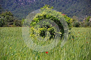 Among the green fields dotted with millet, rye, growing orange tree