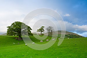 Green fields in the English countryside with grazing sheep. England photo